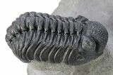 Phacopid (Adrisiops) Trilobite With Paralejurus #287366-5